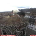 12_20-nest.jpg