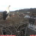 12_25-nest.jpg