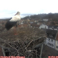 12_30-nest.jpg