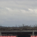 12_55-mast.jpg