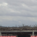 13_10-mast.jpg