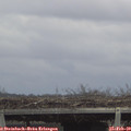 13_15-mast.jpg