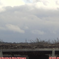 13_30-mast.jpg