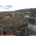 13_40-nest.jpg
