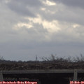 13_50-mast.jpg