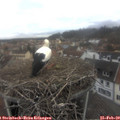 14_05-nest.jpg