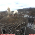 14_10-nest.jpg