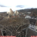 14_15-nest.jpg