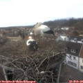 14_30-nest.jpg