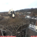 14_35-nest.jpg