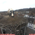 14_40-nest.jpg