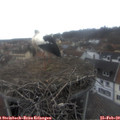 14_55-nest.jpg