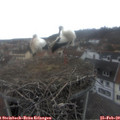 15_00-nest.jpg