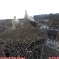 15_05-nest.jpg