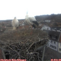 15_10-nest.jpg