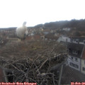15_15-nest.jpg