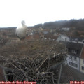 15_20-nest.jpg
