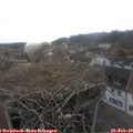 15_25-nest.jpg