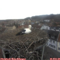 15_50-nest.jpg
