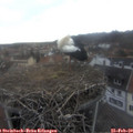 15_55-nest.jpg