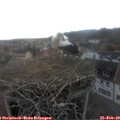16_00-nest.jpg
