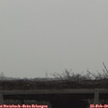 16_55-mast.jpg