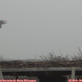17_00-mast.jpg