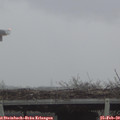 17_05-mast.jpg