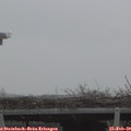 17_10-mast.jpg