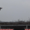 17_25-mast.jpg