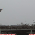 17_40-mast.jpg