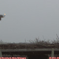 17_50-mast.jpg