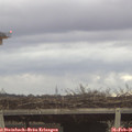 07_20-mast.jpg