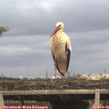 07_30-mast.jpg