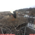 07_30-nest.jpg
