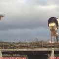 07_40-mast.jpg