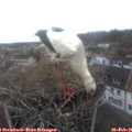07_40-nest.jpg