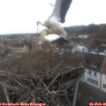 07_50-nest.jpg