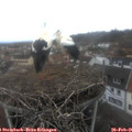 07_55-nest.jpg