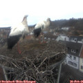 08_10-nest.jpg