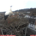 08_15-nest.jpg