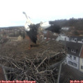 08_55-nest.jpg