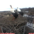 09_00-nest.jpg