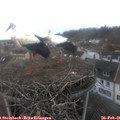 09_05-nest.jpg