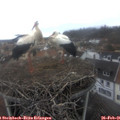 09_10-nest.jpg