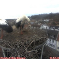 09_20-nest.jpg