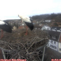 09_30-nest.jpg