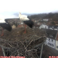 09_35-nest.jpg