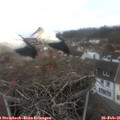 09_45-nest.jpg