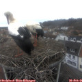 09_50-nest.jpg